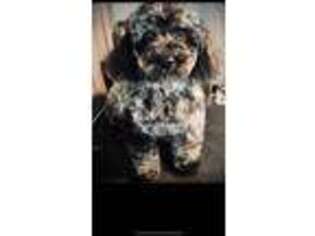 Mutt Puppy for sale in Louisville, KY, USA