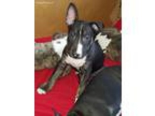 Bull Terrier Puppy for sale in Hales Corners, WI, USA