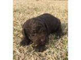 Labradoodle Puppy for sale in Richlands, NC, USA