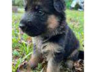 German Shepherd Dog Puppy for sale in Columbia, SC, USA