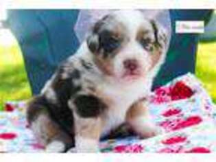 Australian Shepherd Puppy for sale in Jonesboro, AR, USA