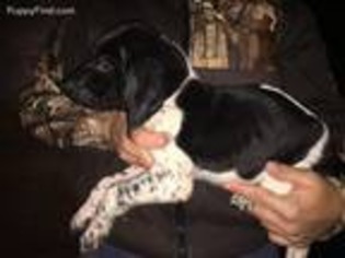 German Shorthaired Pointer Puppy for sale in Mount Vernon, WA, USA