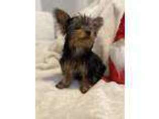 Yorkshire Terrier Puppy for sale in Oak Lawn, IL, USA