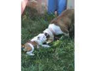 Bulldog Puppy for sale in Gresham, OR, USA