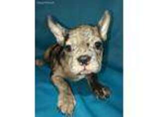 French Bulldog Puppy for sale in Metter, GA, USA