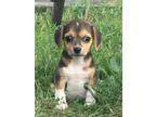 Beagle Puppy for sale in Gentry, AR, USA