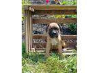 Boxer Puppy for sale in Port Royal, PA, USA