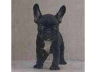 French Bulldog Puppy for sale in New Braunfels, TX, USA