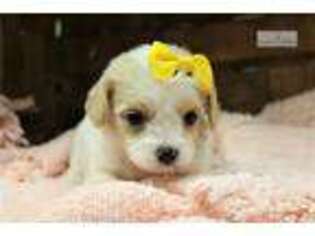 Cavachon Puppy for sale in Monroe, LA, USA
