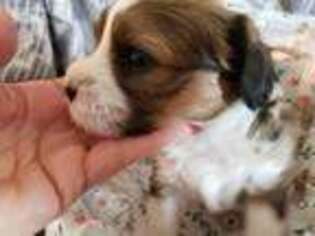 Havanese Puppy for sale in Lincoln Park, MI, USA