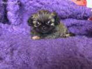 Pekingese Puppy for sale in New Albany, MS, USA