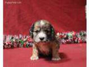 Cocker Spaniel Puppy for sale in Grovespring, MO, USA