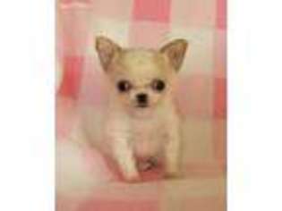 Chihuahua Puppy for sale in Indianapolis, IN, USA