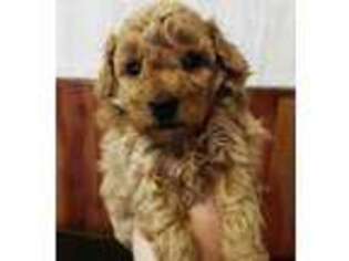 Mutt Puppy for sale in New Rochelle, NY, USA