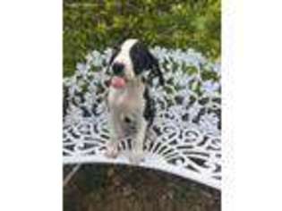 Great Dane Puppy for sale in Mattoon, IL, USA