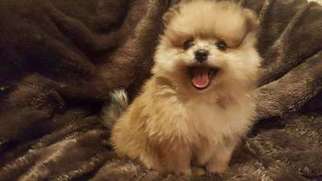 Mutt Puppy for sale in Foster, RI, USA
