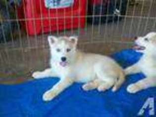 Siberian Husky Puppy for sale in VACAVILLE, CA, USA