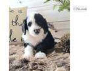 Shepadoodle Puppy for sale in Lawton, OK, USA