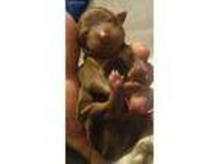 Miniature Pinscher Puppy for sale in Tiffin, OH, USA