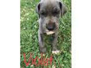 Great Dane Puppy for sale in Kings Mountain, NC, USA