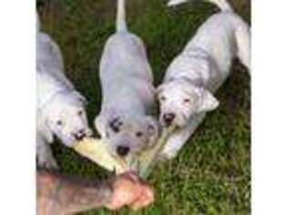 Dogo Argentino Puppy for sale in Naples, FL, USA