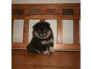Pomeranian Puppy for sale in Brownton, MN, USA