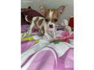 Chihuahua Puppy for sale in Oceanside, CA, USA