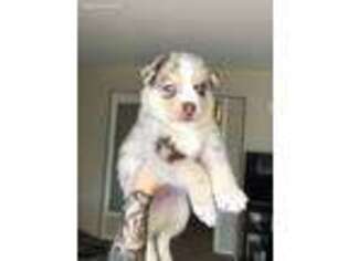 Australian Shepherd Puppy for sale in Glendale, AZ, USA