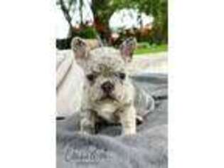 French Bulldog Puppy for sale in Etna Green, IN, USA