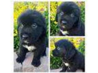Newfoundland Puppy for sale in Wabash, IN, USA