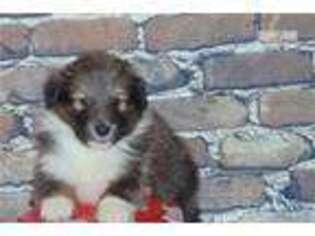 Shetland Sheepdog Puppy for sale in Springfield, MO, USA