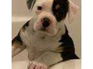 American Bulldog Puppy for sale in Stambaugh, KY, USA