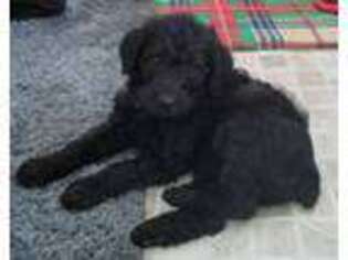 Schnoodle (Standard) Puppy for sale in Rangely, CO, USA