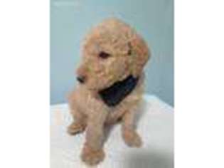 Goldendoodle Puppy for sale in Fairland, OK, USA