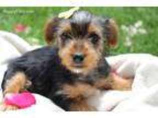 Yorkshire Terrier Puppy for sale in Tome, NM, USA