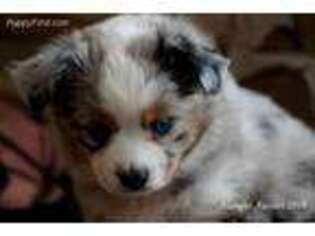 Miniature Australian Shepherd Puppy for sale in Elizabethtown, KY, USA