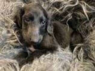Afghan Hound Puppy for sale in Ranburne, AL, USA