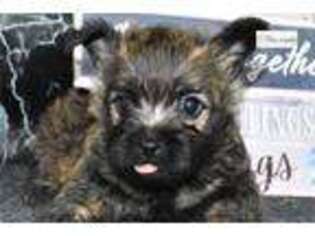 Cairn Terrier Puppy for sale in Springfield, MO, USA