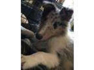 Collie Puppy for sale in Pittsburgh, PA, USA