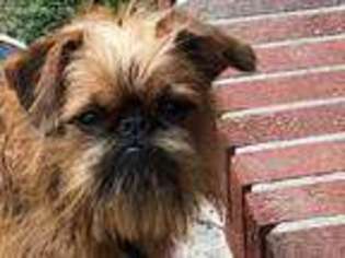 Brussels Griffon Puppy for sale in Gainesville, GA, USA