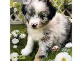 Australian Shepherd Puppy for sale in Clinton Township, MI, USA