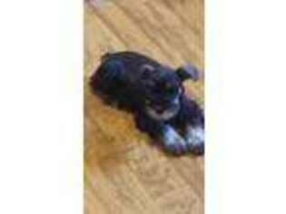 Mutt Puppy for sale in Cabot, AR, USA