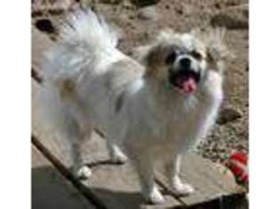 Tibetan Spaniel Puppy for sale in Frisco, CO, USA