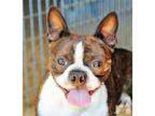 Boston Terrier Puppy for sale in JEFFERSON, OR, USA