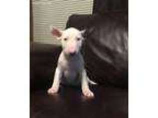 Bull Terrier Puppy for sale in Topeka, KS, USA