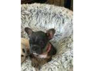 French Bulldog Puppy for sale in Loris, SC, USA