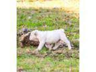 Bulldog Puppy for sale in Spring Branch, TX, USA