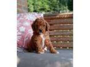 Cavapoo Puppy for sale in Mohnton, PA, USA