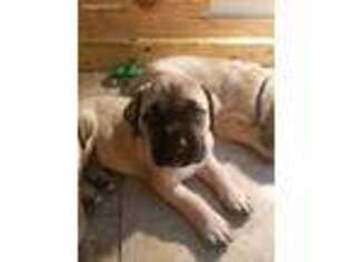 Mastiff Puppy for sale in Bargersville, IN, USA