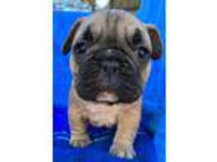 French Bulldog Puppy for sale in Longview, TX, USA